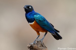 Superb Starling
