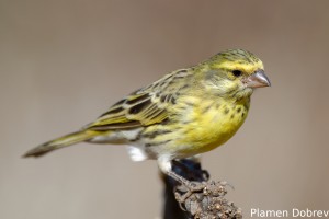 White-Bellied Canary