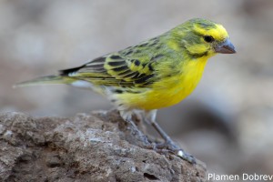 White-Bellied Canary