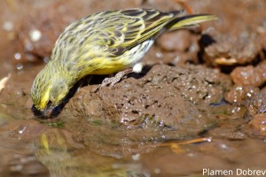 White-Bellied Canary