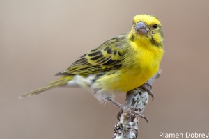 White-Bellied Canary