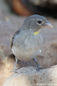 Yellow-Spotted Petronia