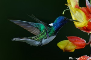 dsc_5514_dxo