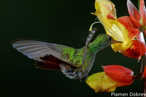dsc_5518_dxo