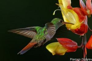 dsc_5528_dxo
