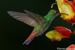dsc_5529_dxo