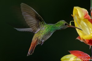 dsc_5535_dxo