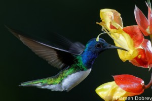 dsc_5699_dxo
