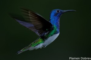 dsc_5705_dxo