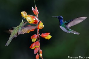 dsc_5918_dxo