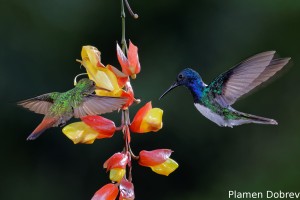 dsc_5932_dxo