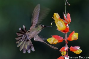 dsc_5954_dxo