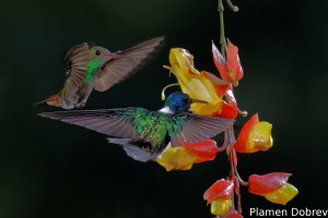 dsc_6011_dxo