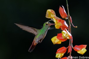 dsc_6014_dxo