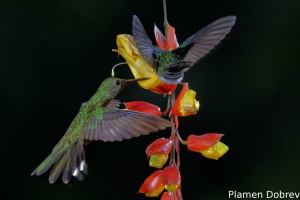 dsc_6041_dxo