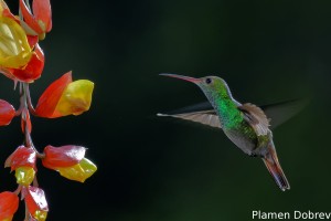 dsc_6051_dxo