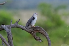 Hunting Birds