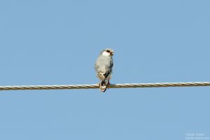 African Pygmy Falcon