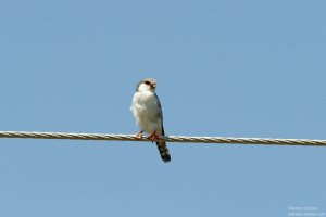 African Pygmy Falcon