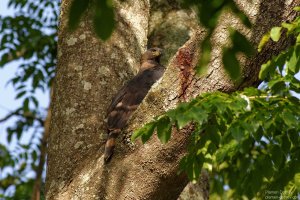 African Crowned Eagle