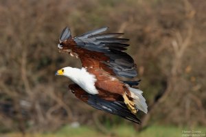 African Fish Eagle