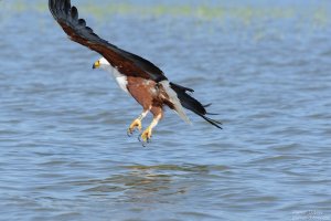 African Fish Eagle