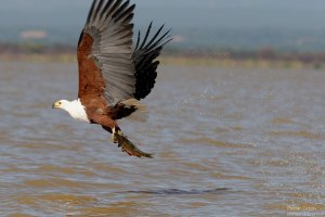 African Fish Eagle