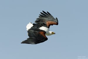 African Fish Eagle