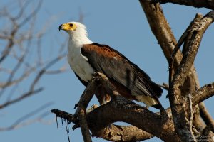 African Fish Eagle