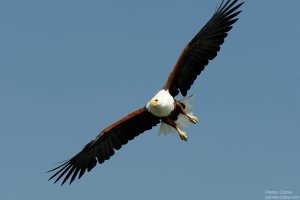 African Fish Eagle