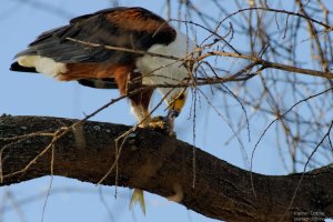 African Fish Eagle