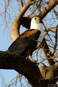 African Fish Eagle