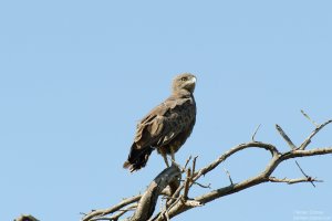 Brown Snake Eagle