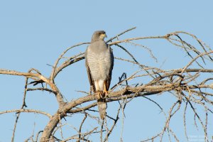 Eastern Chanting Goshawk