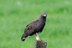 Long Crested Eagle