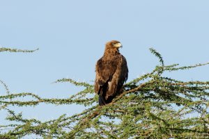 Tawny Eagle