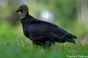 Black vulture