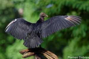 Black vulture