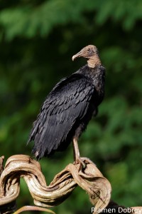 Black vulture