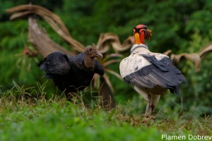 Black vulture