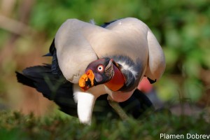 King vulture