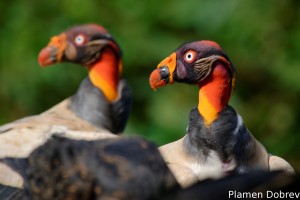 King vulture