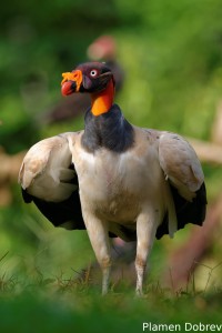 King vulture