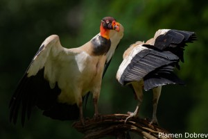 King vulture