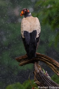 King vulture