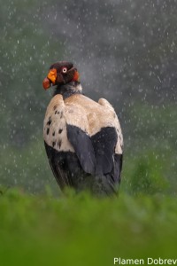 King vulture