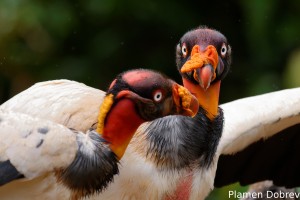 King vulture