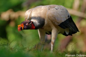 King vulture