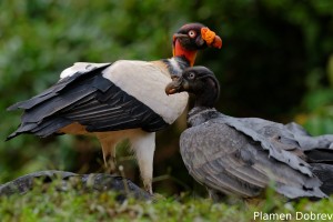 King vulture