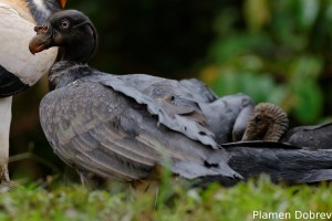 King vulture